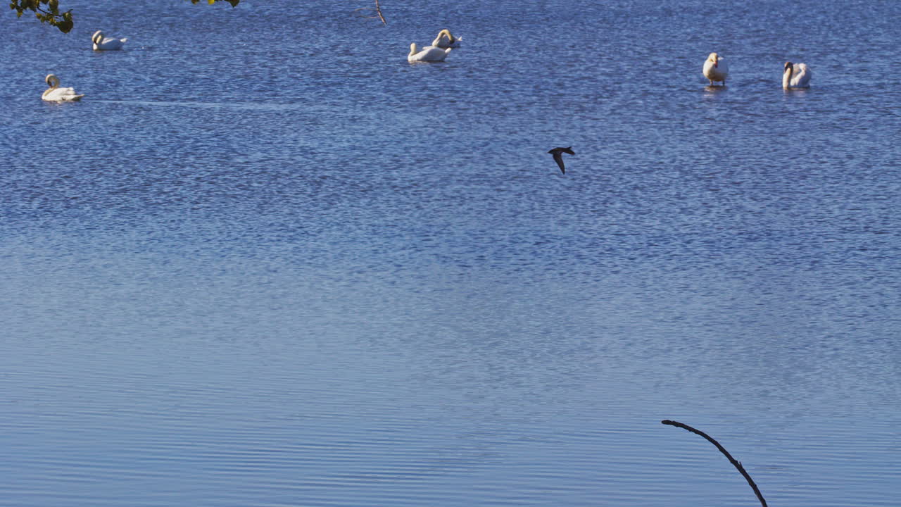 Poetry in motion: purple martins gliding in slow-mo through spring breezes.