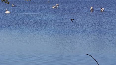 poetry in motion: purple martins gliding in slow-mo through spring breezes.