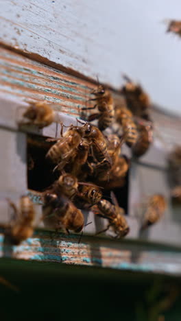 working bees crowding in the entrance slot of wooden beehive. bees full of pollen coming back to their homes. close up. blurred backdrop. vertical video
