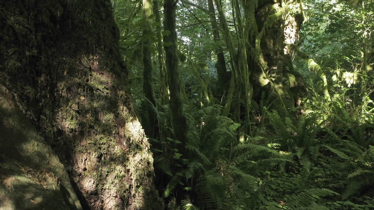 escena de lapso de tiempo de un piso de bosque de coníferas cubierto de helechos 1
