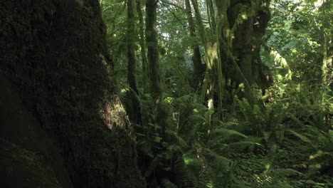 escena de lapso de tiempo de un piso de bosque de coníferas cubierto de helechos 1