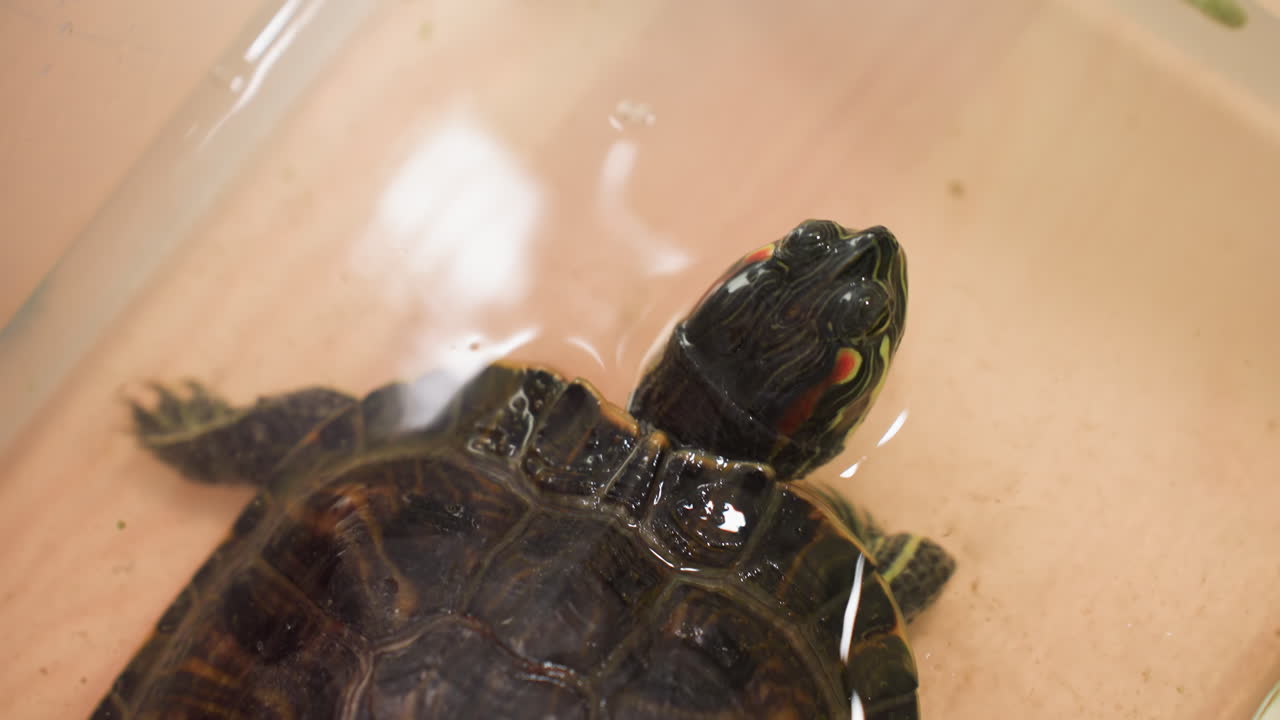 Close up tortoise inside container lifting head above water with bubble forming near mouth while feeding, detailed shot of reptile behavior showing natural aquatic environment and eating action