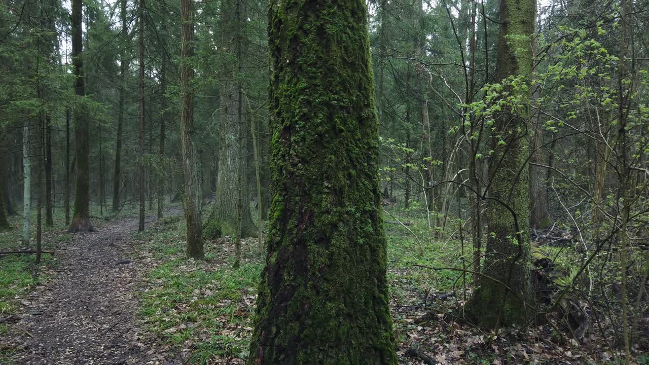 hermoso bosque místico con musgo verde y hermosos rayos de sol con vapor brumoso y lluvia.