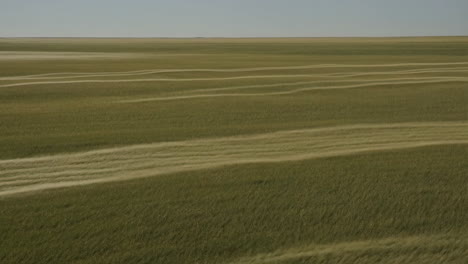 Wind creating wavy patterns in a vast green crop field