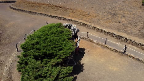a woman tourist in a dress blowing in the wind hidden in the shadow of an old juniper bent by the wind to the ground, el hierro, el sabinar