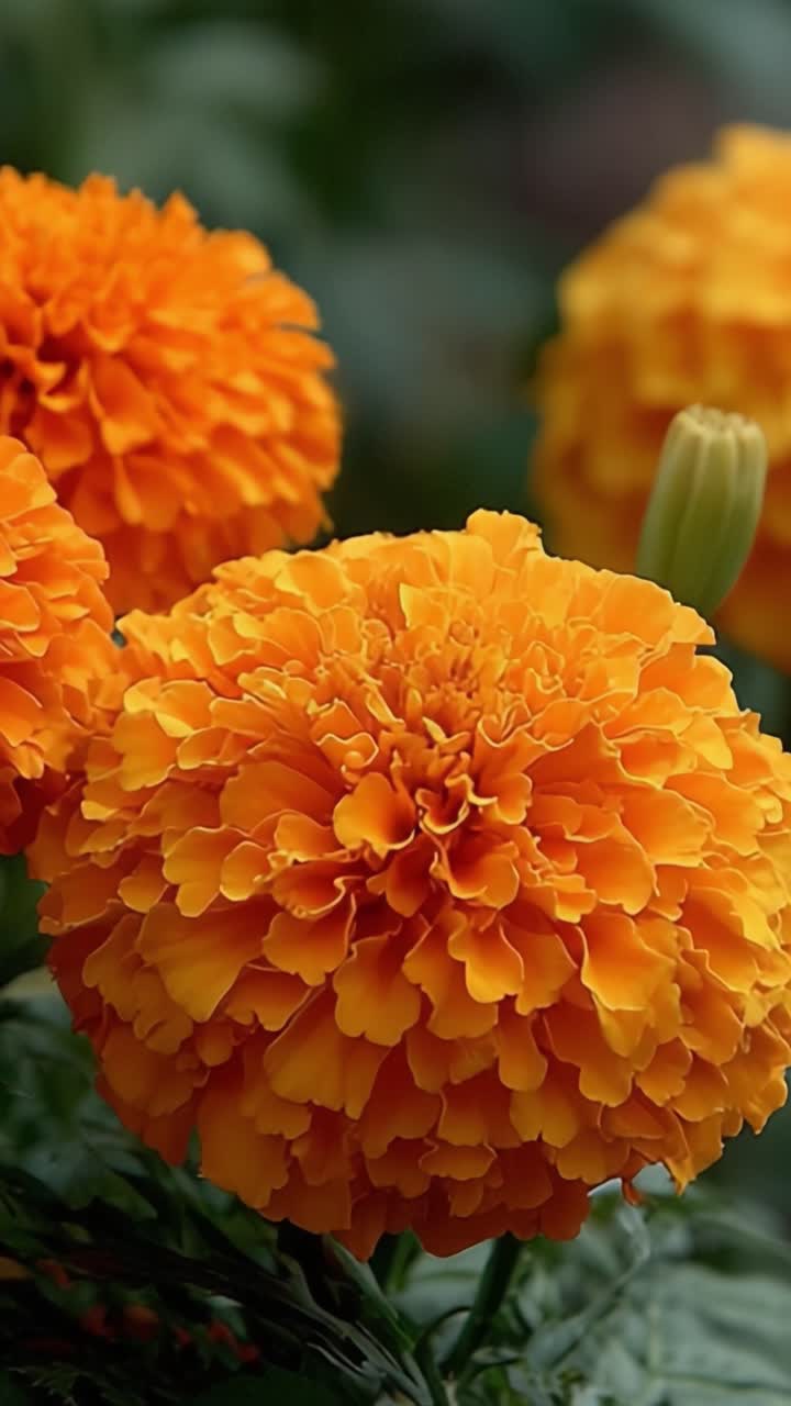 Fiori di calendula arancioni vivaci che mostrano una ricca texture e petali colorati, catturando l'essenza della bellezza della natura in primi piani.