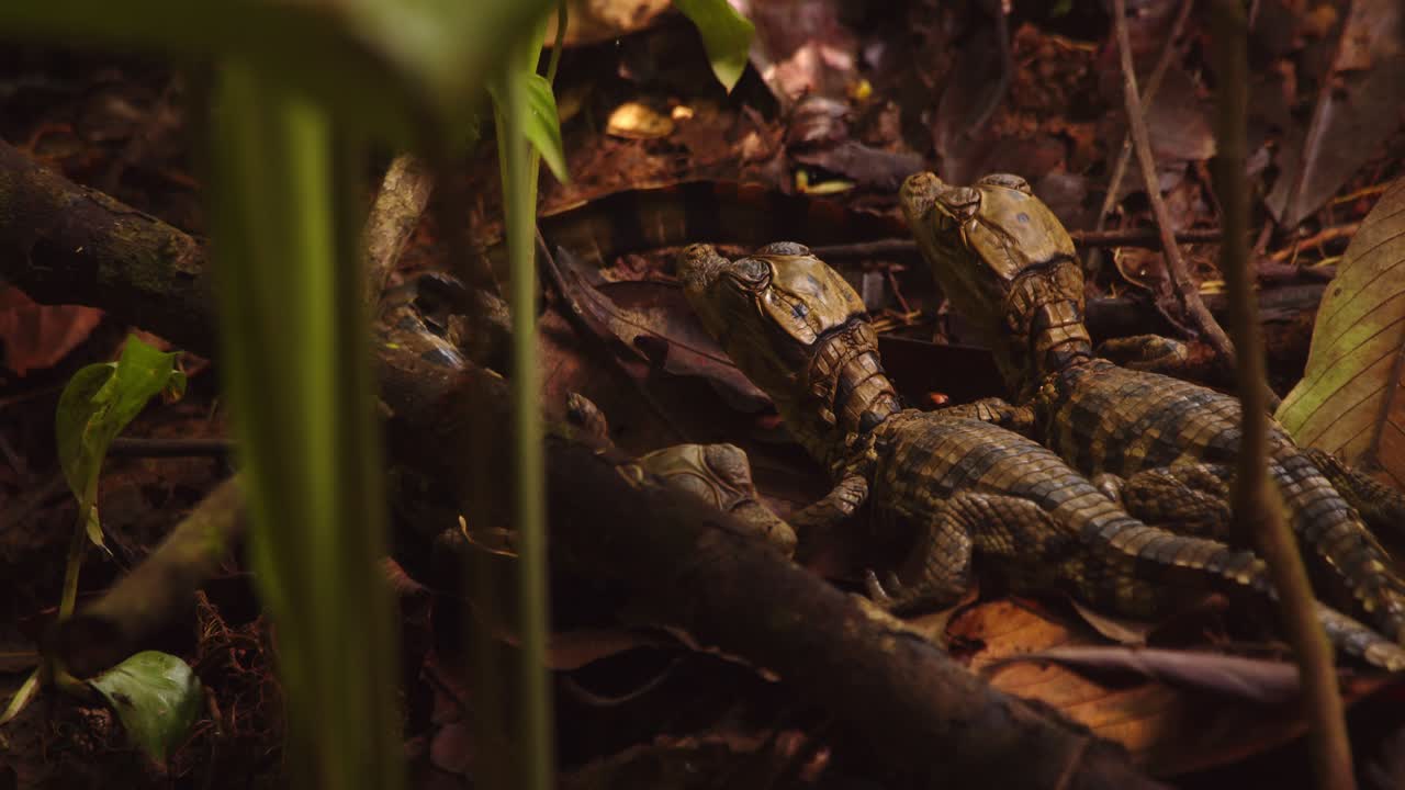 los caimanes recién eclosionados se unen estrechamente tratando de camuflarse en el suelo marrón del bosque cubierto de hojas