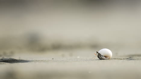 a hermit crab on a white sandy beach in fiji