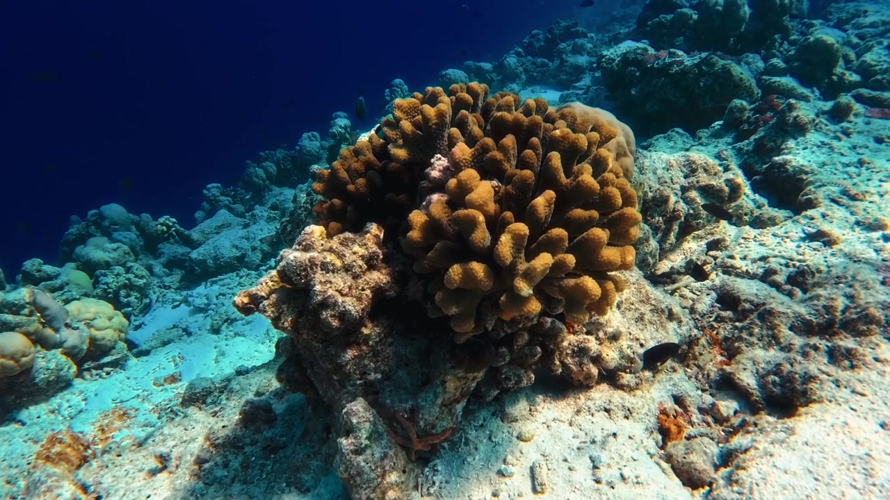Corallo Pocillopora Eydouxi Sul Fondale Marino Profondo