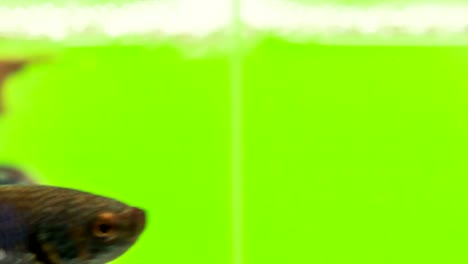 siamese fighting fish in action, macro video, raw shooting, 4k resolution, 23.976 fps the movement is aggressive, fast and smoothly, beautiful fin and tail, light iridescent blue-green, green color chroma key.