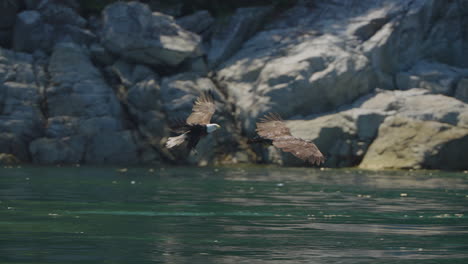 eagle catching fish in the ocean in canada