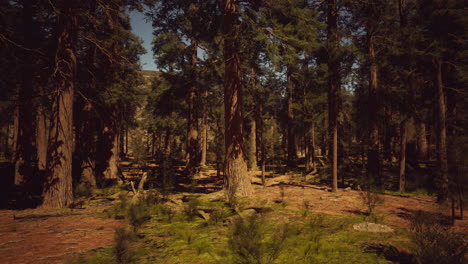el bosque sereno de sequoias