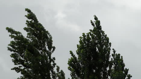 los árboles altos son violentamente sacudidos y azotados mientras espesas nubes grises pasan rápidamente en el fondo durante la tormenta ellen
