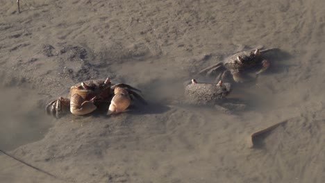 Filtración-De-Cangrejos-Neohelice-Granulata-En-La-Zona-Intermareal-Del-Estuario