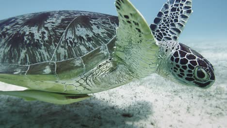 Shallow-waters-of-the-Philippines,-beautiful-Green-Sea-Turtle-swims