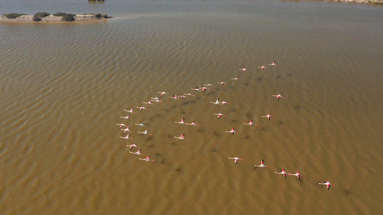 vuelo con flamenco vista aérea de un rebaño de flamencos rosados volando a lo largo del río guadalquivir en el parque nacional de doñana en españa