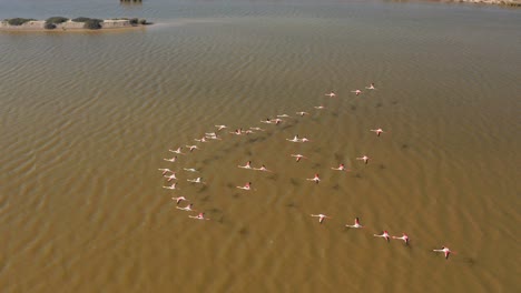 flying with flamingo's aerial drone view of flock of pink flamingos flying along guadalquivir river in doñana national park in spain