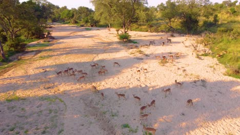 aerial shot overhead a herd of deer with bucks in kruger national park