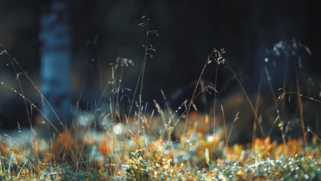 wispy ears of grass in the colourful forest undergrowth