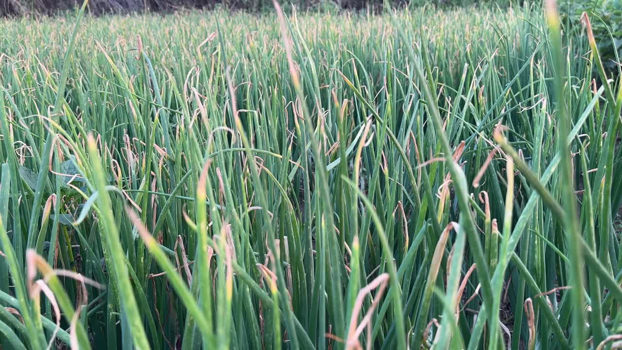 Green onion growing in the farm field