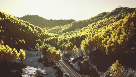 lush green forest landscape with railway under sunlight at dawn