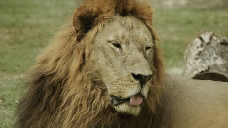 slow motion shot of male lion on ground relaxing or sleeing