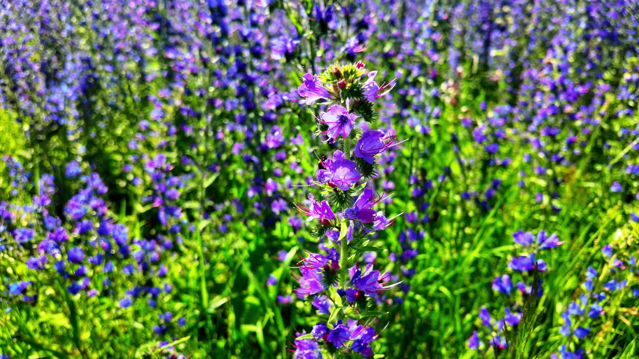 primer plano de una flor silvestre púrpura con una abeja en ella, prado con más flores silvestres en el fondo, toma estática en letonia