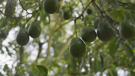 disparo en cámara lenta de aguacates colgando de un árbol