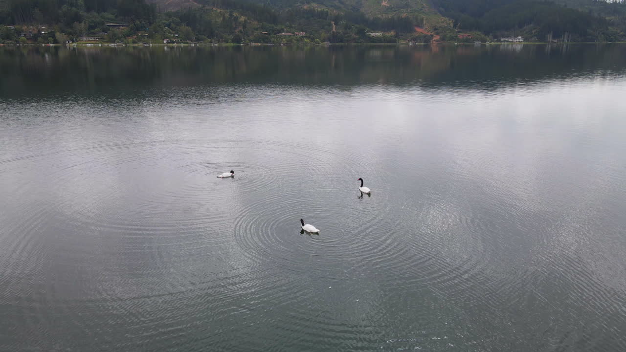 antena - cisnes de cuello negro en el lago vichuquen, chile, plano general estático