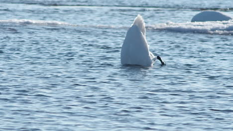 Weißer-Höckerschwan-Im-Wasser-Neigt-Seinen-Hintern-Nach-Oben,-Um-An-Einem-Kalten-Wintertag-Zu-Fressen