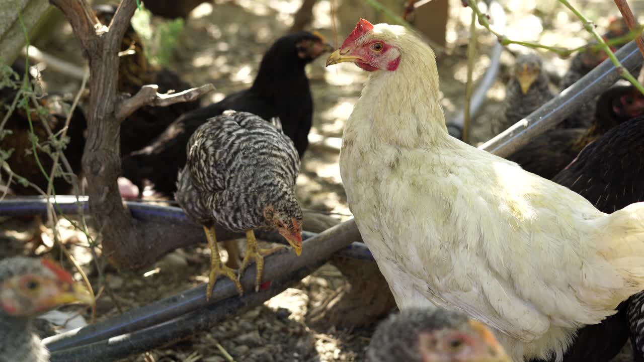 pollo blanco rodeado de otros grises jóvenes en el patio de la granja orgánica