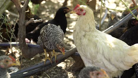 pollo blanco rodeado de otros grises jóvenes en el patio de la granja orgánica