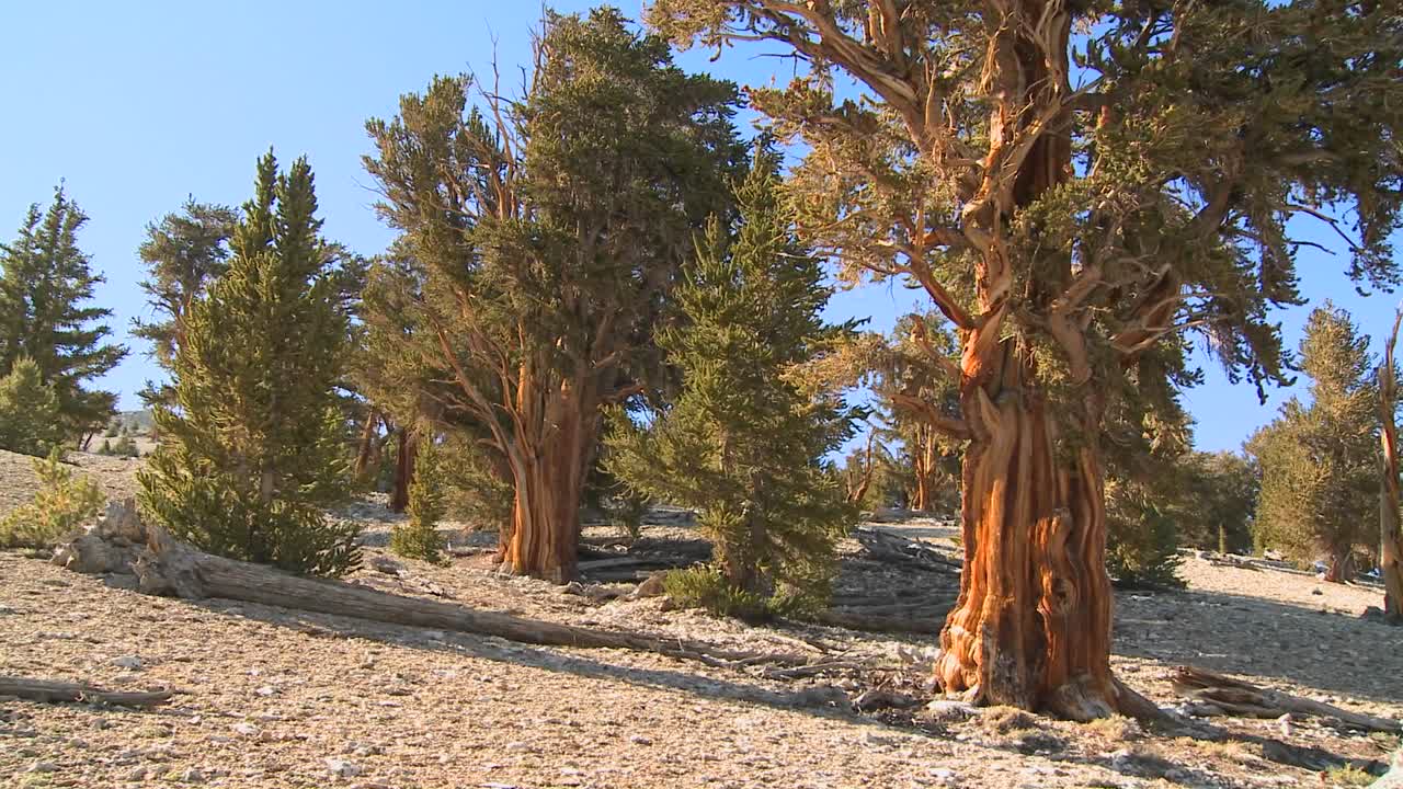 recorra los antiguos pinos bristlecone que crecen en las montañas blancas de california