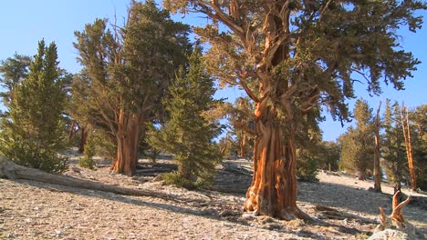 Pan-A-Través-De-Antiguos-Pinos-Bristlecone-Que-Crecen-En-Las-Montañas-Blancas-De-California