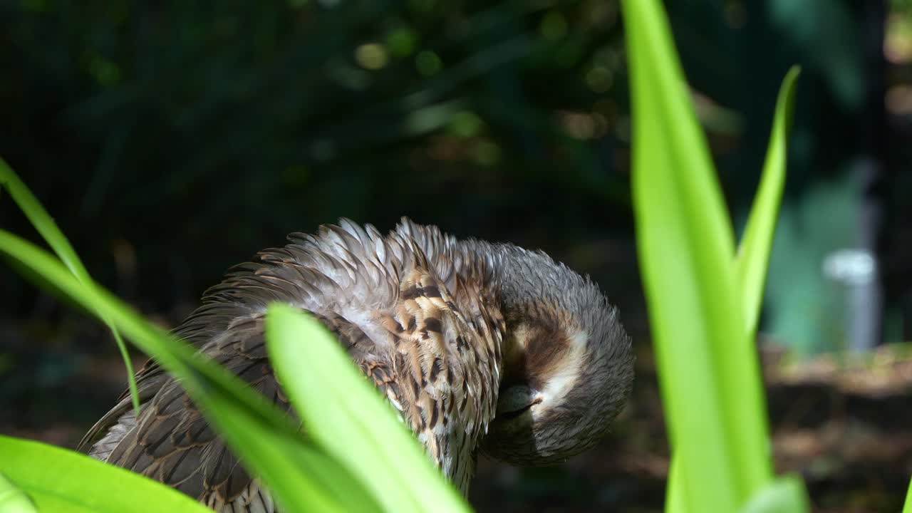 un arbusto que vive en el suelo, burhinus grallarius, posado en la maleza, limpiando y arreglando sus plumas, tiro de cerca