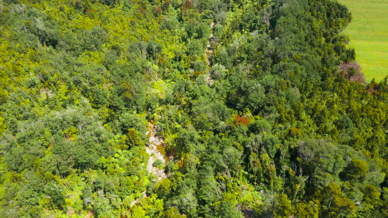 Native New Zealand forest. West coast.
