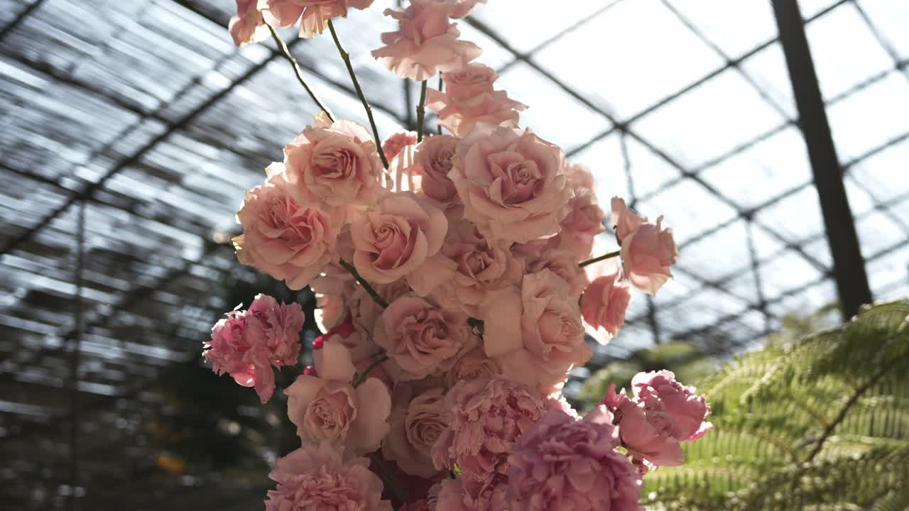delicate pink roses blooming under a glass roof in warm filtered daylight ambiance