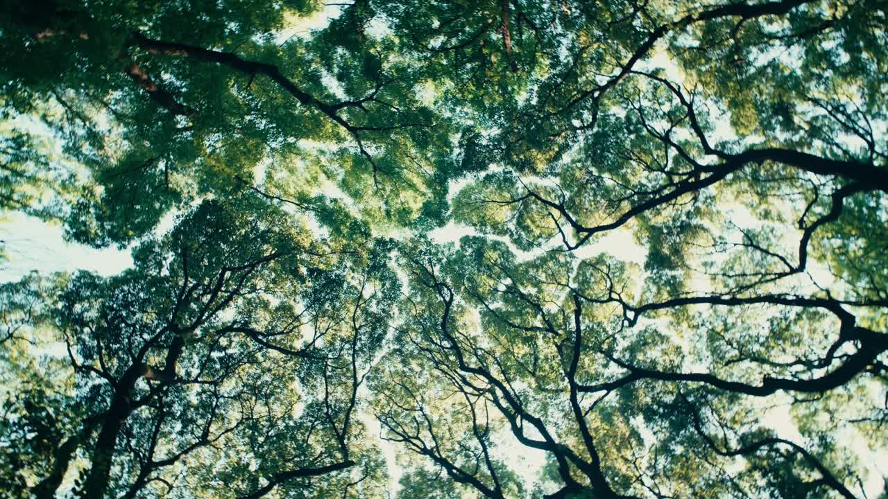 Sunburst in Lush Green Park – Sunlight pierces through dense tree branches on a sunny park day, evoking serenity and seasonal beauty.