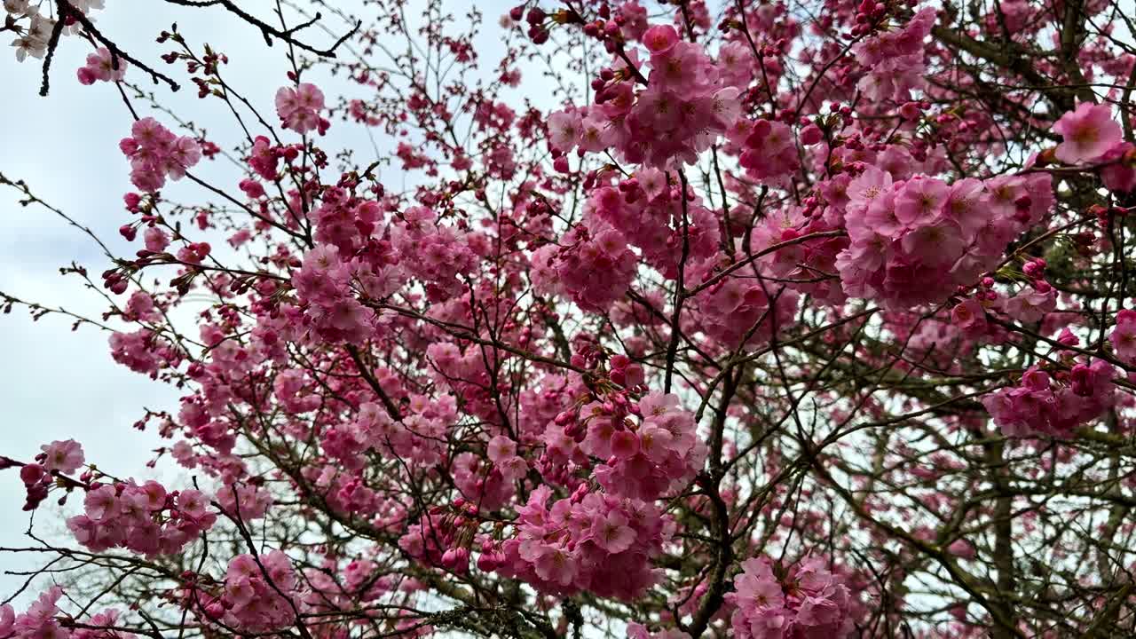 Fiori di ciliegio che esplodono in rosa vibranti su uno sfondo di cieli nuvolosi. Perfetto per progetti a tema natura o promozioni primaverili.