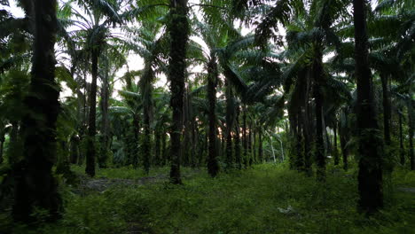 Plantación-De-Palmeras-De-Aceite-En-Tailandia