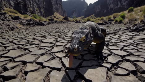 Komodo Dragon in a Dry Canyon