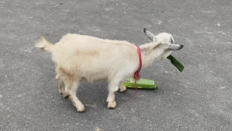 baby goat eating cucumber