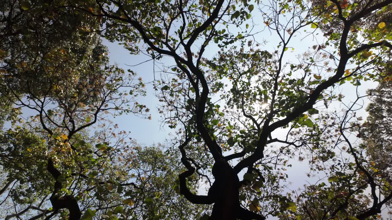 Womansits cross-legged under a large tree, reading from a book, surrounded by fallen leaves