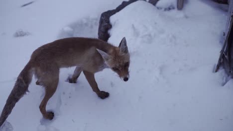 zorro en la montaña nevada