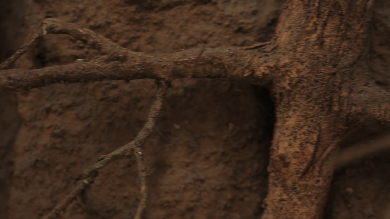 pan comienza desde la raíz con la etapa de vida de la cigarra en el fondo y sigue más raíces