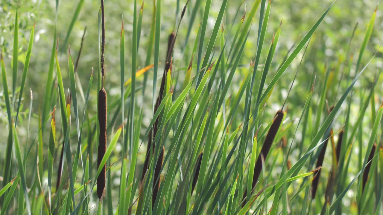 toma en cámara lenta de la planta de espadaña moviéndose en el viento en un día soleado de verano