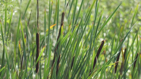 slow motion shot of bulrush plant moving in the wind on sunny summer day