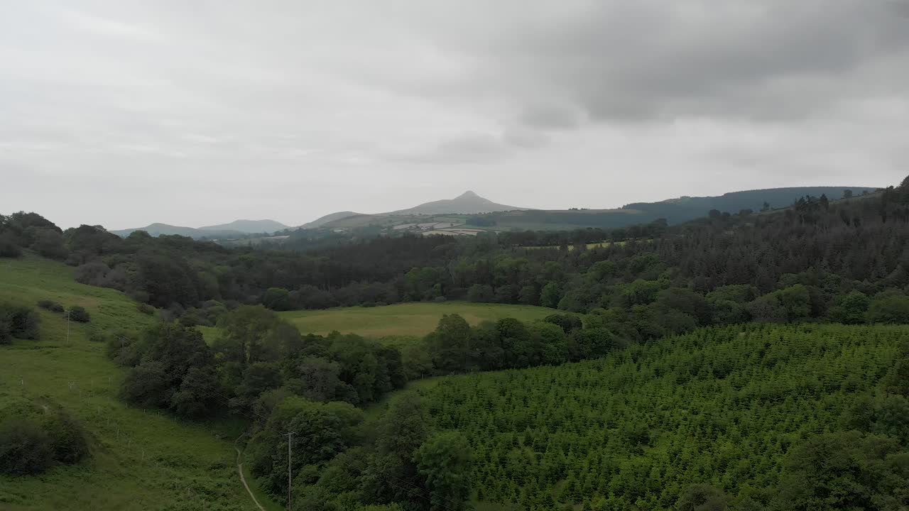 vista aérea del bosque de pinos y árboles nativos que van hacia el gran pan de azúcar