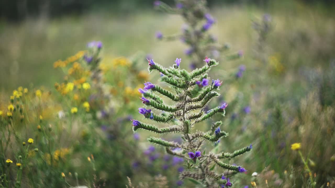 flores silvestres púrpuras y amarillas en un prado