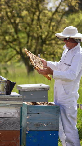 male beekeeper in white outfit and protective hat takes frame out of beehive. smoke comes from a smoker on the wooden hive. garden in blur at backdrop. vertical video